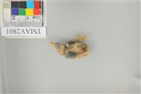 藏品(綠繡眼)的圖片